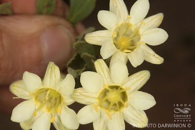 Malesherbia lirana
