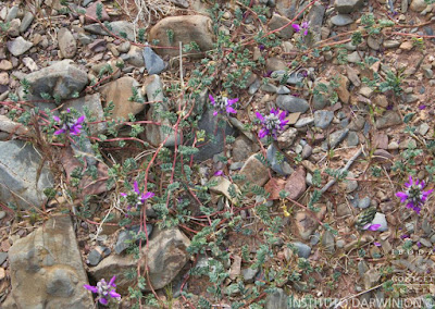 Alfilla de campo (Dalea boliviana)