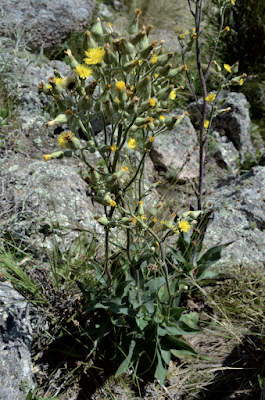 Hieracium cordobense