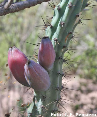 Cardón (Cereus aethiops)