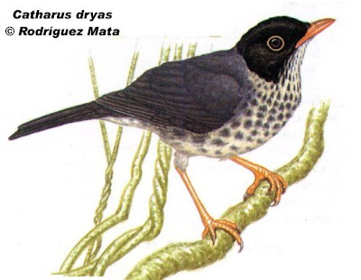 Spotted nightingale Thrush