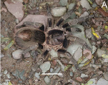 Hapalotremus martinorum