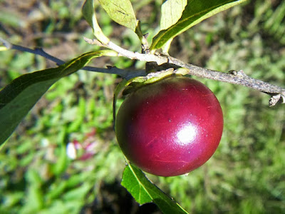 fruto de granadillo