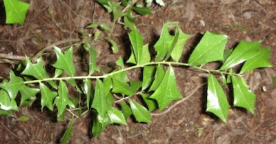 Berberis ruscifolia