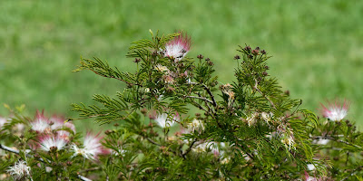 plantas nativas Flor de seda Calliandra parvifolia