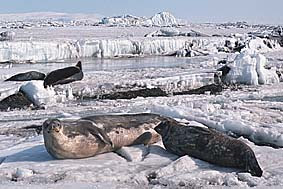 Weddell seal Foca de Weddell Leptonychotes weddelli