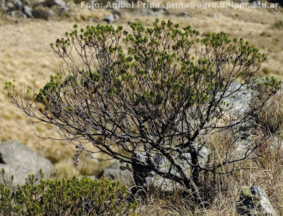 Romerillo (Baccharis aliena)