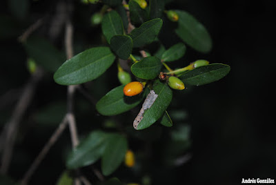 Coca del país (Erythroxylum myrsinites)