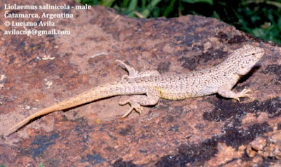 Lagartija del Pipanaco (Liolaemus salinicola)