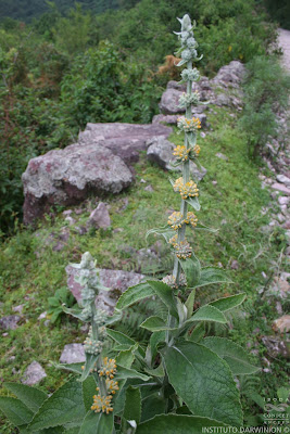 Peludilla (Buddleja stachyoides)
