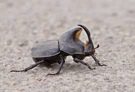 Cascarudo (Diloboderus abderus)