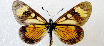 mariposas de Argentina Actinote pellenea