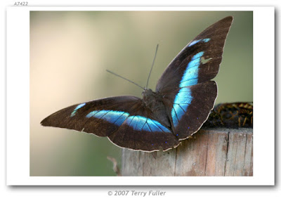 Mariposa demofón (Archaeoprepona demophon)