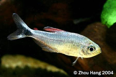 Mojarra Astyanax fasciatus