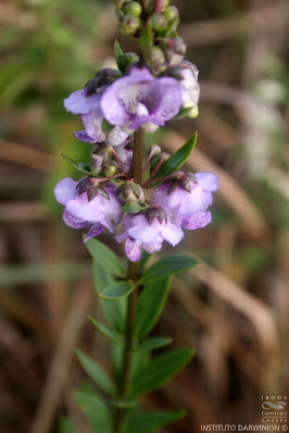 Angelonia (Angelonia integerrima)