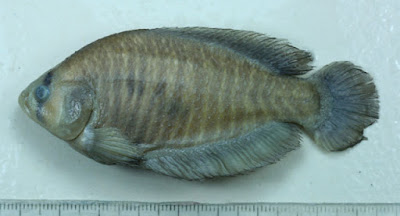 Austrolebias vandenbergi