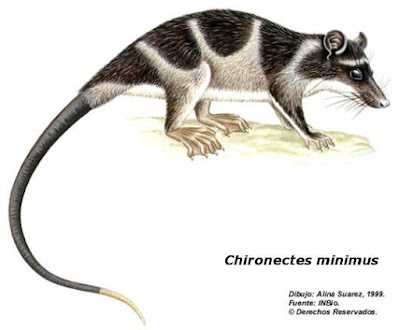 Chironectes minimus