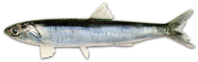 Anchoita Engraulis anchoita