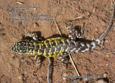 Lagartija ocelada (Liolaemus ornatus)