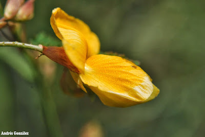 Algodonillo
