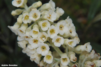 Buddleja thyrsoides