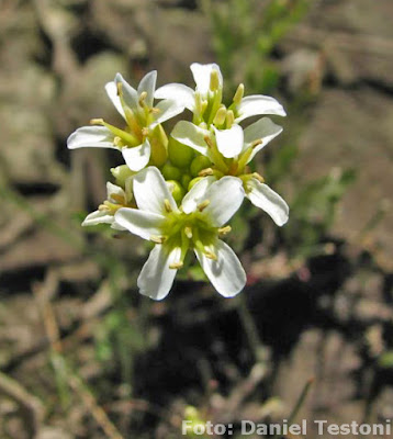 Berro silvestre (Cardamine bonariensis)