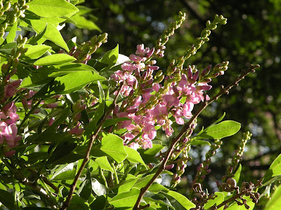 Bugre Lonchocarpus nitidus