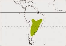 argentinian birds
