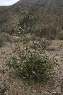Hyaloseris catamaquiensis