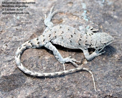Lagartija de medialunas (Liolaemus donosobarrosi