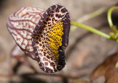 Aristolochia triangularis