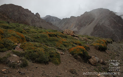 Cuerno de cabra (Adesmia subterranea)