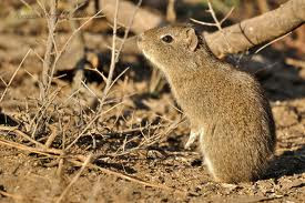 Southern mountain Cavy