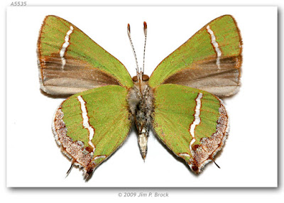 Mariposa banda de plata (Chlorostrymon simaethis)