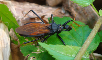 Zelurus femoralis