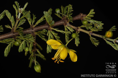 flora del monte Monte negro
