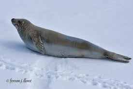 Crabeater Seal Crabeater Seal