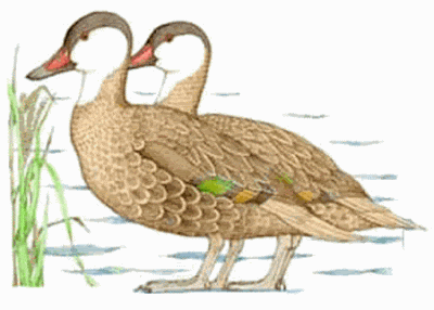 Pato gargantilla Anas bahamensis