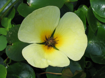Hydrocleys nymphoides