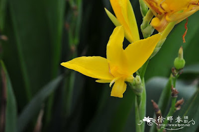Canna glauca