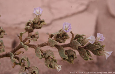 flora del monte