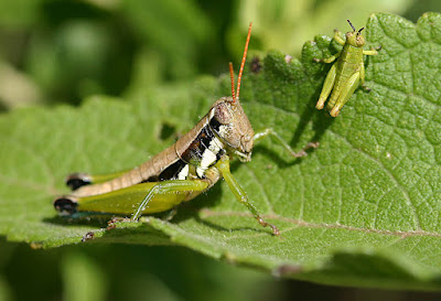 Pseudoscopas nigrigena