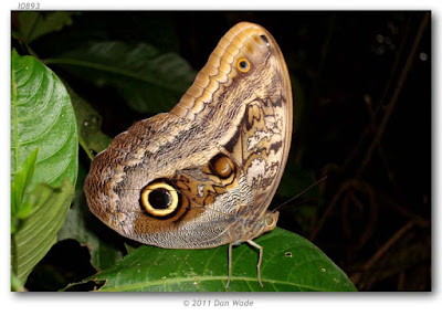 Mariposa lechuza (Caligo illioneus)