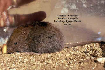 Abrothrix longipilis