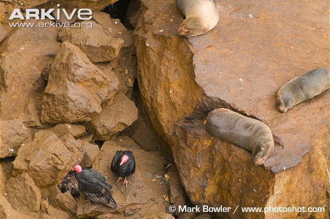 ArctocephalusCathartes interactions between marine mammals and birds