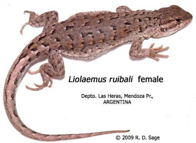 Lagartija pintas amarillas (Liolaemus ruibali)