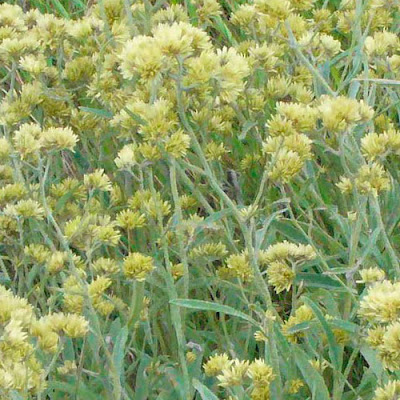 flores de Marcela