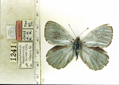 Mariposa plateada (Argyrophorus argenteus)