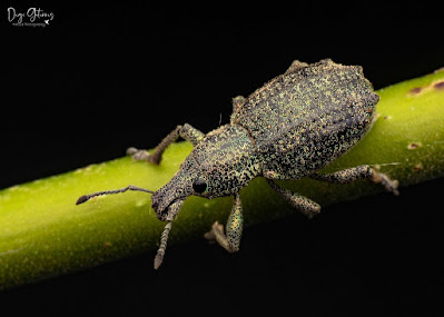 Hybreoleptops aureosignatus
