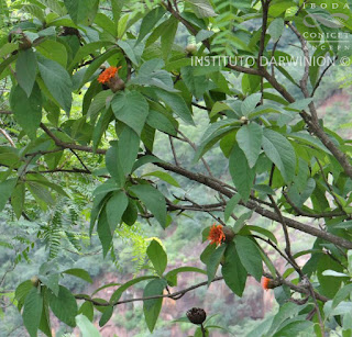 Azafrán (Cnicothamnus lorentzii)